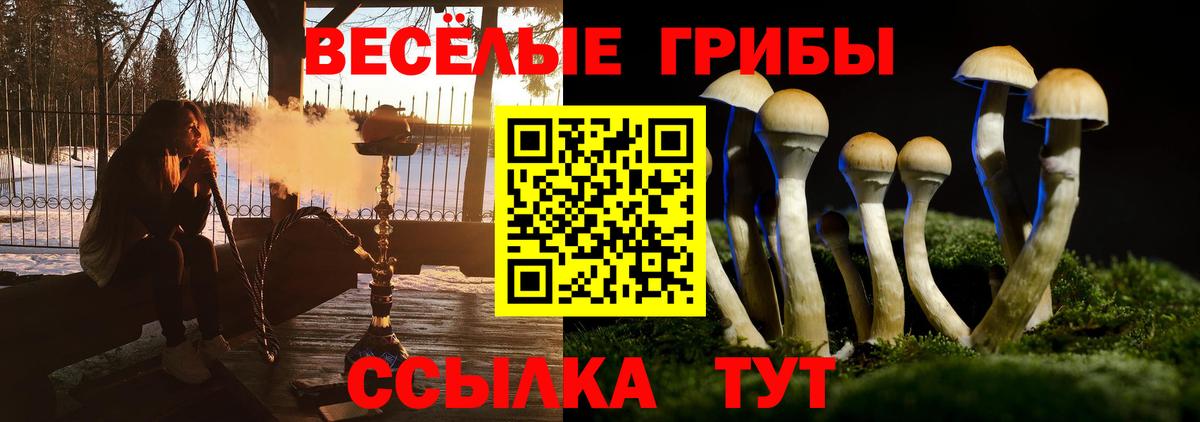 Псилоцибиновые грибы GOLDEN TEACHER  Псилоцибиновые грибы Psilocybine cubensis  Черногорск  Вход с VPN 